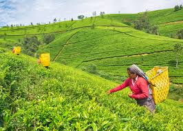 Nuwara Eliya hotels